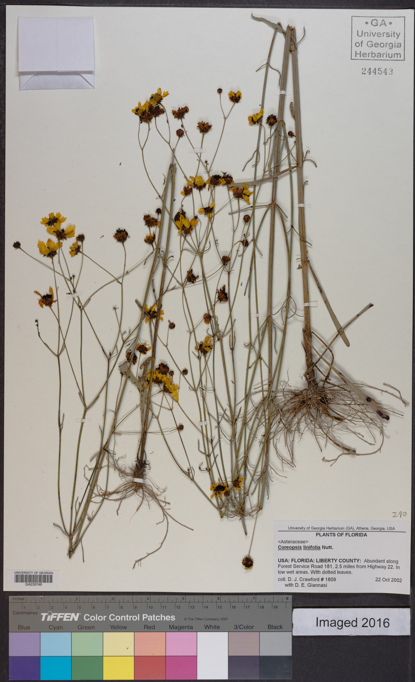 Coreopsis linifolia image