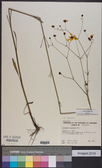 Coreopsis linifolia image