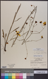 Coreopsis linifolia image