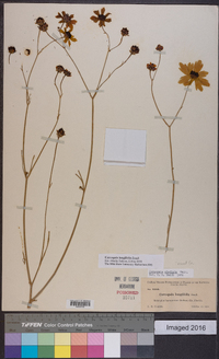 Coreopsis gladiata image