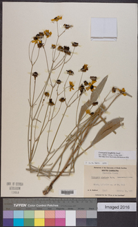 Coreopsis gladiata image