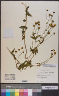 Coreopsis major image