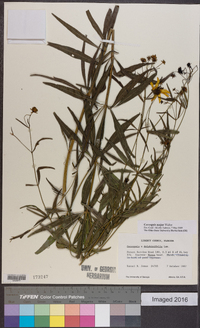 Coreopsis major image