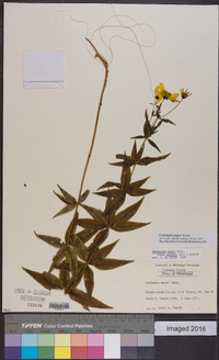 Coreopsis major image