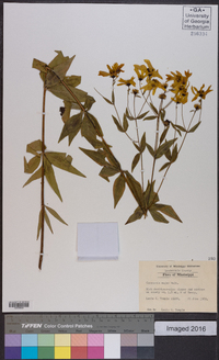 Coreopsis major image