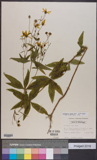 Coreopsis major image