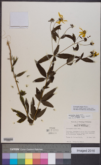 Coreopsis major image