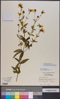 Coreopsis major image