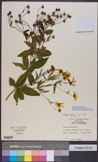 Coreopsis major image