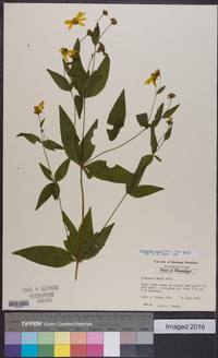 Coreopsis major image