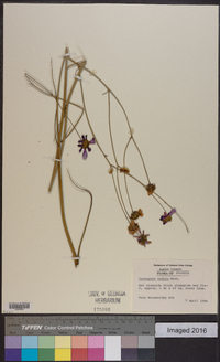 Coreopsis nudata image