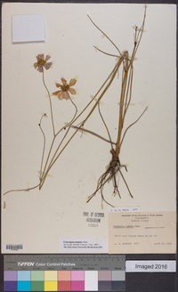 Coreopsis nudata image