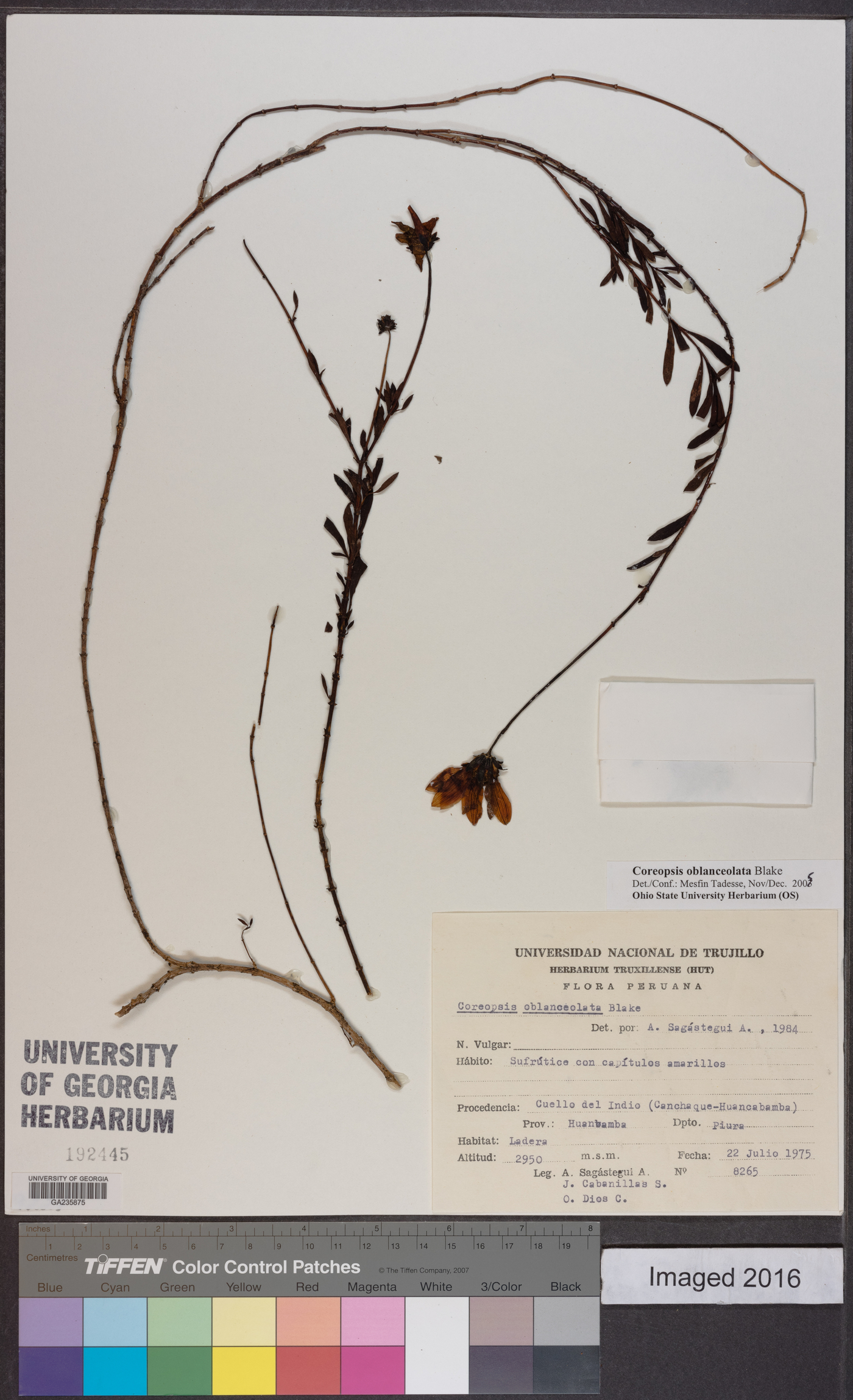Coreopsis oblanceolata image