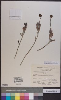Image of Coreopsis obovatifolia