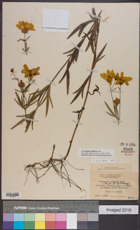 Coreopsis palmata image