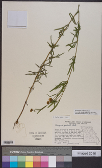 Coreopsis palmata image