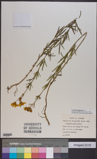 Coreopsis palmata image