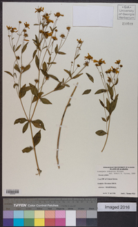 Coreopsis pubescens image