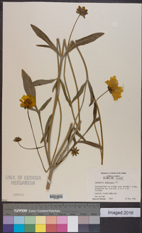 Coreopsis pubescens image