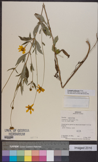 Coreopsis pubescens image