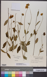 Coreopsis pubescens image