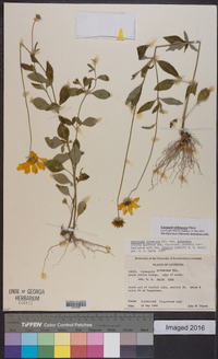 Coreopsis pubescens image