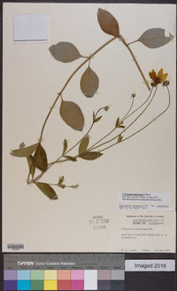 Coreopsis pubescens image