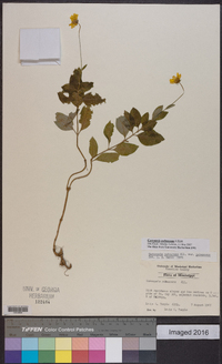 Coreopsis pubescens image