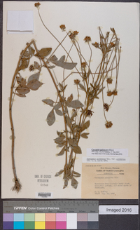 Coreopsis pubescens image