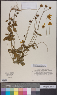 Coreopsis pubescens image