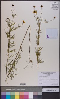 Coreopsis pulchra image
