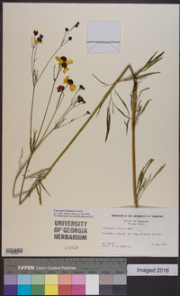 Coreopsis tinctoria image