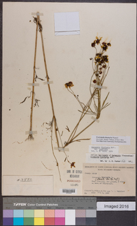 Coreopsis tinctoria image