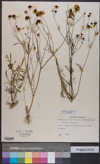 Coreopsis tinctoria var. tinctoria image