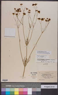 Coreopsis tinctoria image