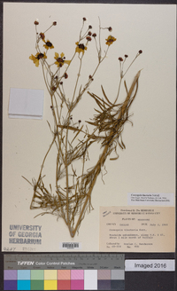 Coreopsis tinctoria image