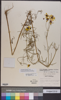 Coreopsis tinctoria image