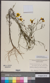 Coreopsis tinctoria image