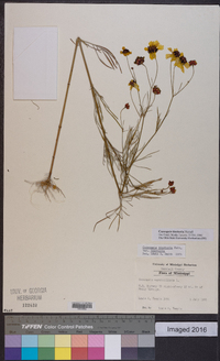 Coreopsis tinctoria image