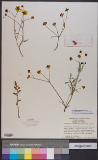 Coreopsis tinctoria image