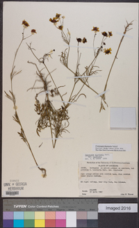 Coreopsis tinctoria image