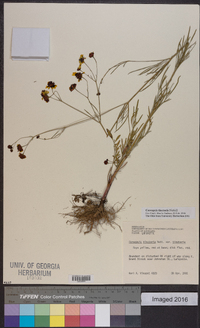 Coreopsis tinctoria image