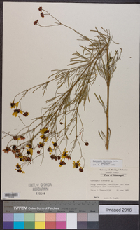 Coreopsis tinctoria image