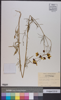 Coreopsis tinctoria image