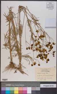 Coreopsis tinctoria image