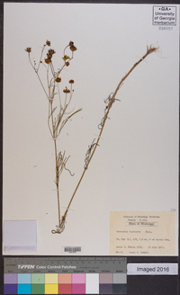 Coreopsis tinctoria image