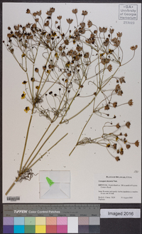 Coreopsis tinctoria image