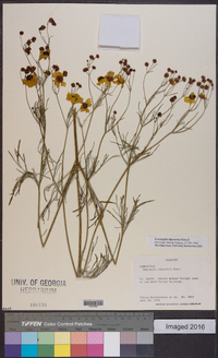 Coreopsis tinctoria image