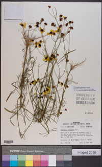 Coreopsis tinctoria image