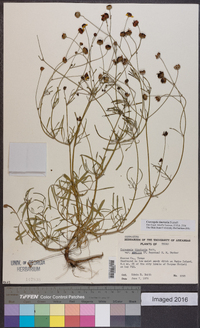 Coreopsis tinctoria image